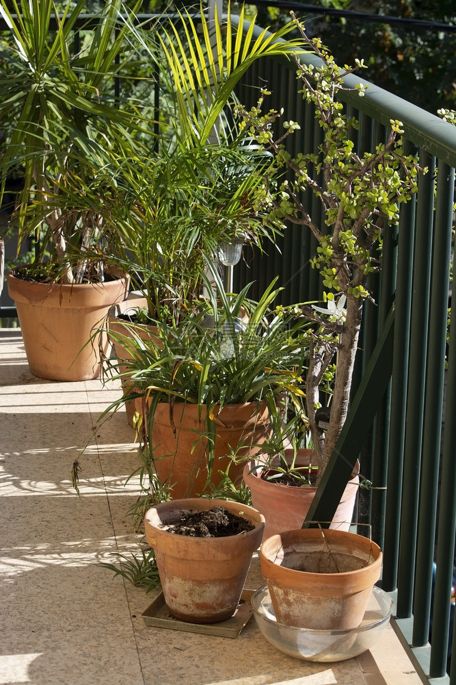 巴利阿里群岛地中海西班牙马洛卡西班牙含棕榈和其他植物的特拉科塔茶壶葡萄酒桶中含有棕榈树和其他植物的绿色梯田镇图片