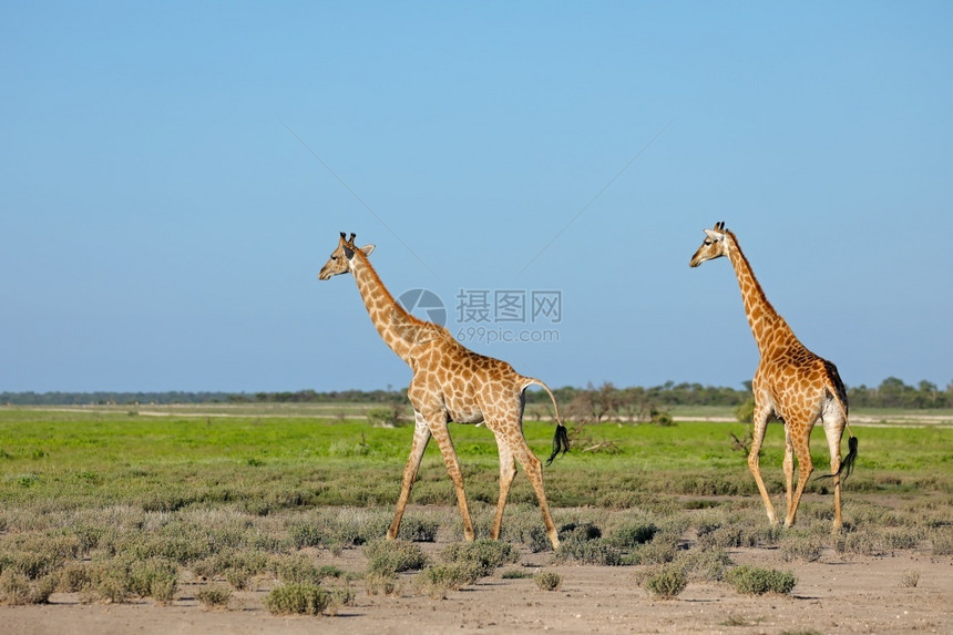 骆驼走在纳米比亚埃托沙公园平原上的长颈鹿Giraffacamelopardalis非洲人环境图片