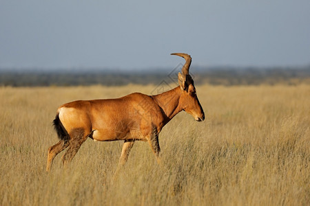 警惕南非莫卡拉公园开阔草原上的红羚羊濒危栖息地高清图片