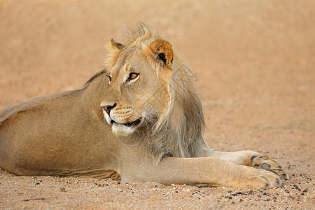 南非卡拉哈里沙漠PantheraLeo非洲喀拉哈里沙漠黑豹动物一种图片