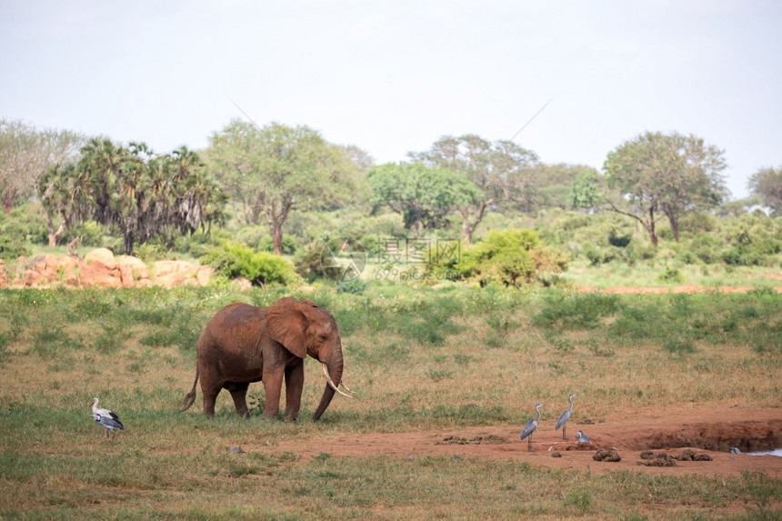 红象正在肯尼亚的草原上行走红象正在肯尼亚的草原上行走博茨瓦纳察沃国民图片