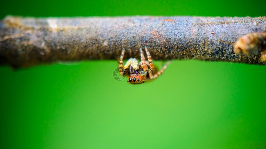 跳蜘蛛前面小藏在大树枝下面的小蜘蛛等待戳休息图片