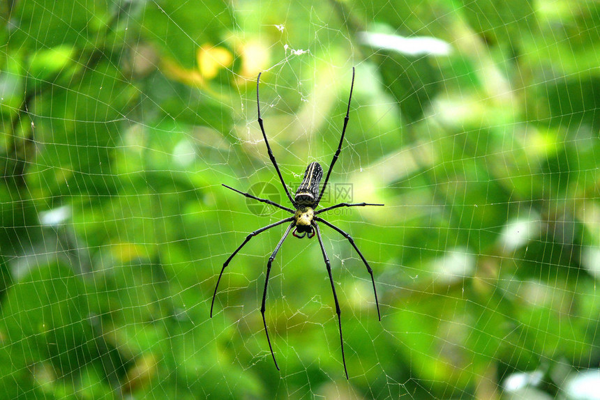 昆虫和他绿色背景的网络蜘蛛恐惧症毒图片