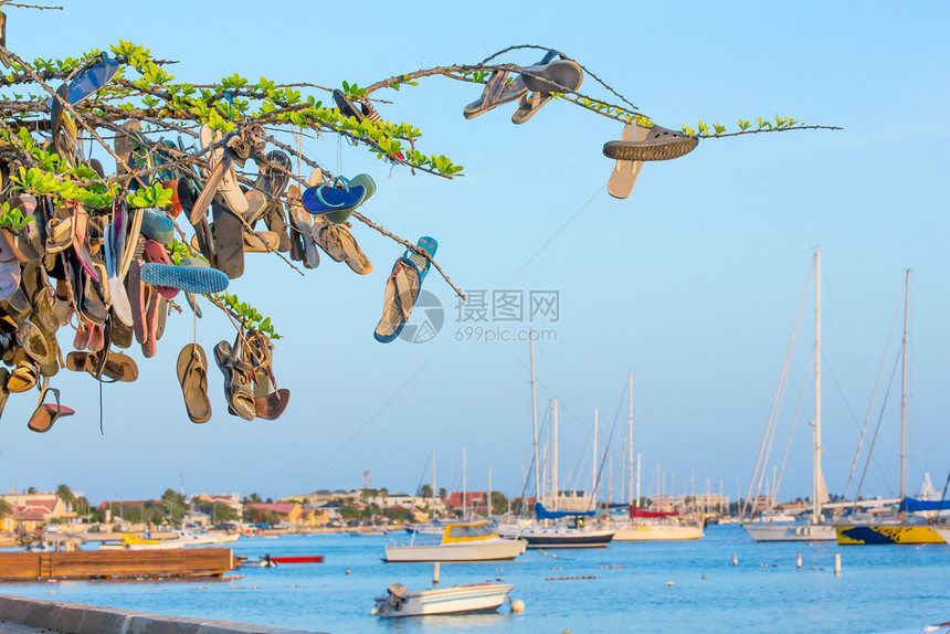在博内尔海岸带船的树上挂拖鞋游客记住荷兰图片