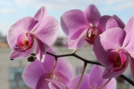 品红异国情调粉兰花的美丽粉红色兰花枝分支图片
