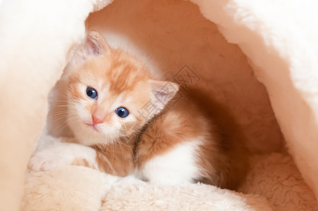 猫窝里的小奶猫图片