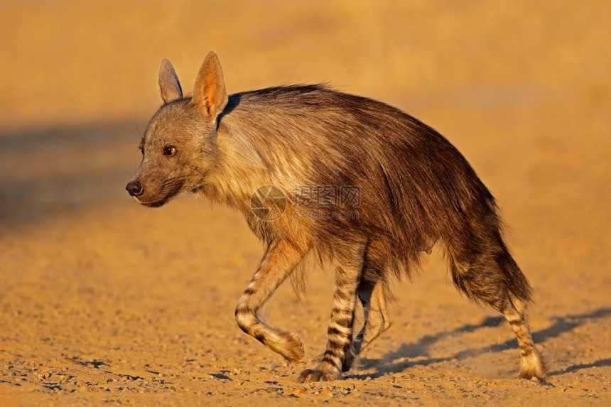 南非卡拉哈里沙漠的棕色土狼Hyaenabrunnea警报丑陋凶猛图片