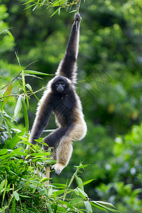 国民泰徒步旅行马来西亚婆罗洲哥打京那巴鲁的长臂猿猴背景