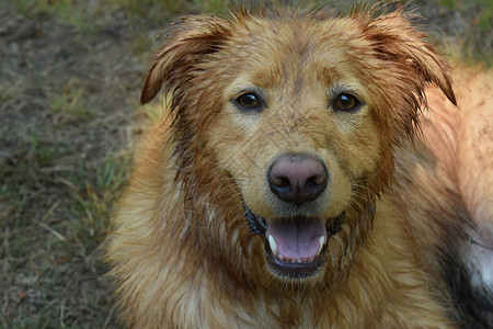 雅茅斯托勒鸭子狗新人粉红鼻杂碎狗在草地上躺着潮湿的毛皮背景图片