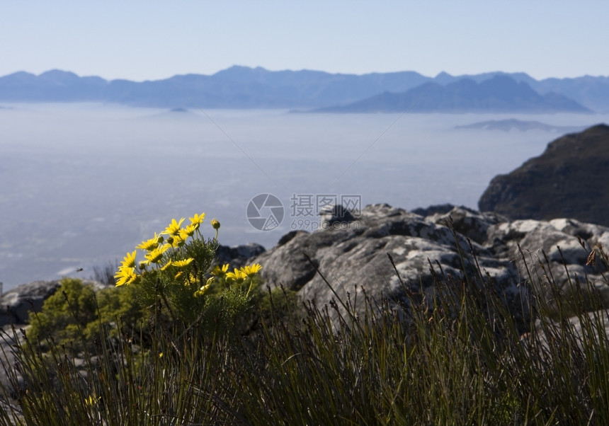 自然在南非开普敦附近的表山顶端一群明亮的黄仙子在背景之下一大片清晨烟雾覆盖了低洼地区一种拉根图片