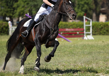动物骑士闲暇马在比赛xA中跳过障碍图片