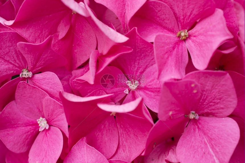 一朵开花的桃红色绣球特写镜头灌木心花序图片