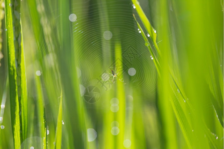 网络湿的或者绿草上蜘蛛网图片