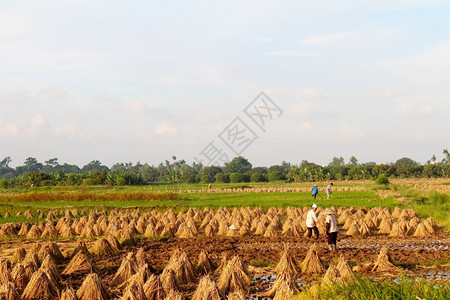 2013年6月日越南农民在海东挖掘稻田6月日农业玉石粮食图片