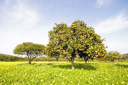 热带春天绿色葡萄牙农村的橘子树橙图片