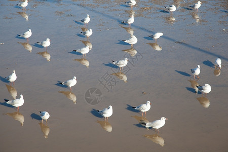 航班海洋天鸥在红树林土壤泥中站立和步行以获取食物图片