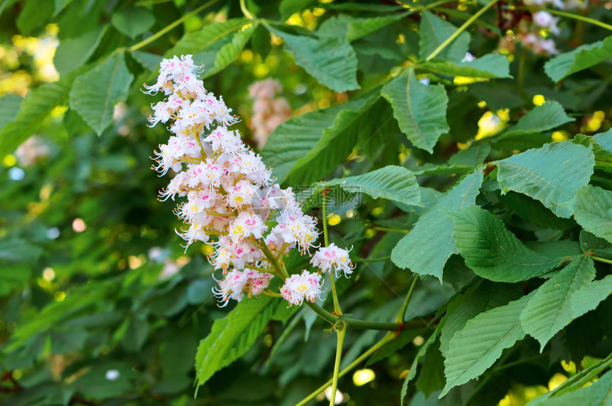 花瓣新鲜朵栗子枝树开花在春天的栗子树上图片