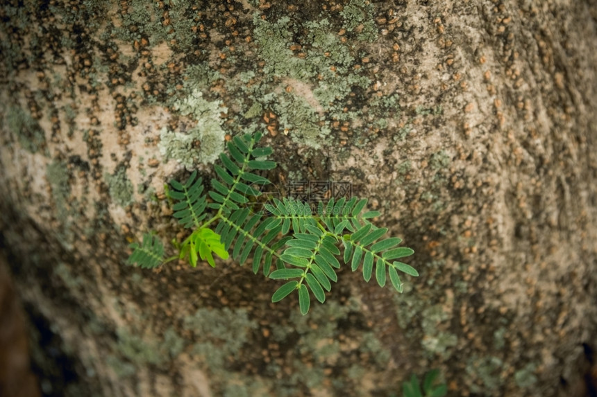 树干生长在腐烂的树皮上植物学新的图片