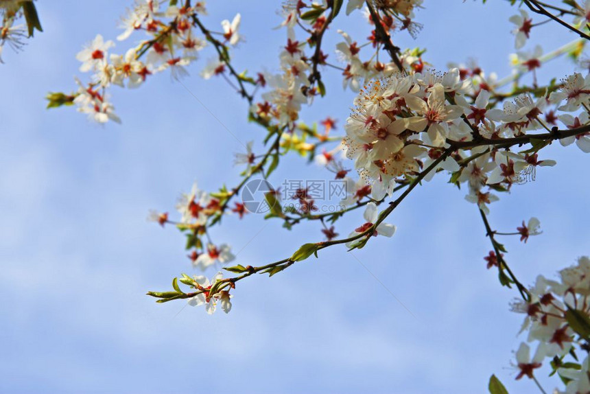 野果树枝上绽放的白花与蓝天特写生活荒野植物图片