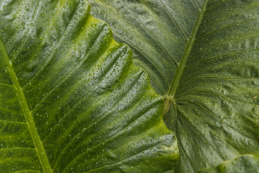 关闭绿背景叶上的水滴有选择聚焦点成形可选择的植物学图片