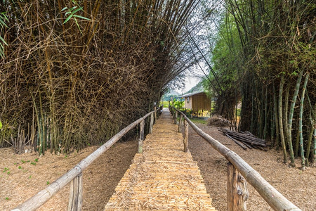竹子林里的小桥图片