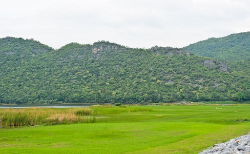 水树美丽的泰国自然景观状况图片