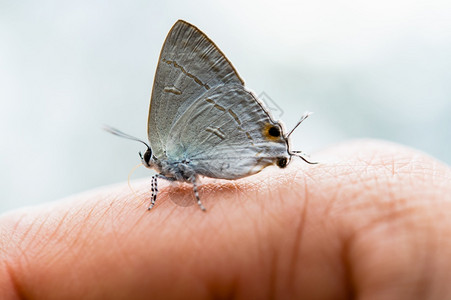 自然界中手指女人的蝴蝶翅膀和谐昆虫图片