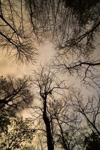 死的强落叶松树向上看有阳光的死树图片