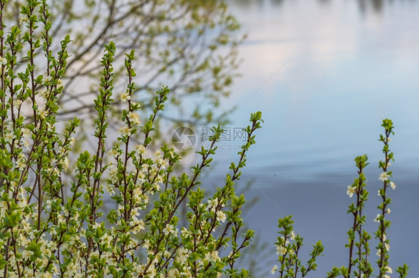 蓝色的衬套春开樱桃树枝带白花和绿色叶子河水在模糊的蓝色水背景下生长苹果图片