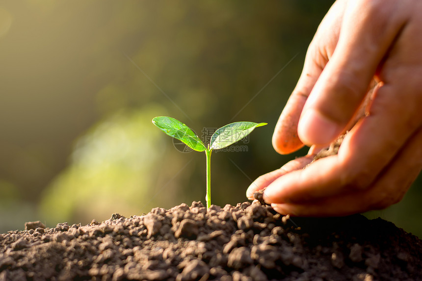 肥沃的土壤里幼苗在生长而男人的手正在倒灌土壤来耕种保持树护图片