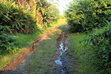 日落物种热带森林泥土路水分变化图远足图片