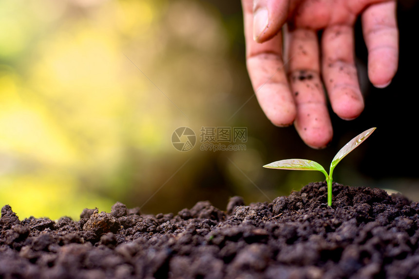 右手人将幼苗植入土壤其黄色阳光明媚背景保护新的植物图片