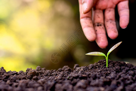 右手人将幼苗植入土壤其黄色阳光明媚背景保护新的植物图片