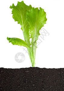 培育土壤中的生菜苗排沙拉图片