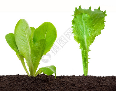 维生素污垢产土壤中的菜苗图片