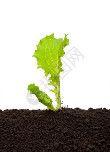 排发芽吃土壤中的生菜苗图片