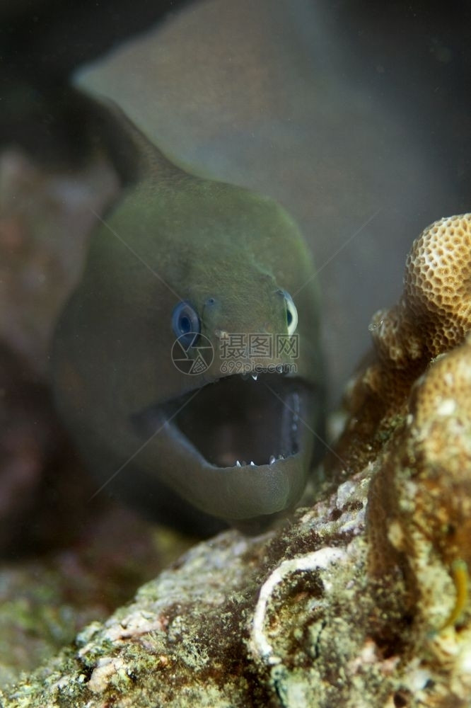 可怕的动物甲米泰国PhiPhi比达诺克下潜场的巨型莫雷图片
