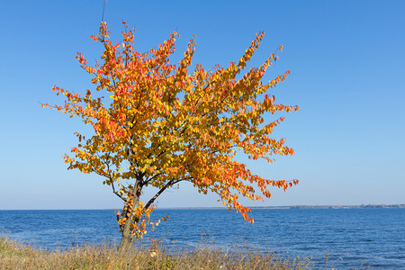 水在海的背景秋天梨树落下乌克兰图片