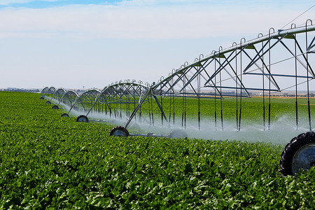 农业一个灌溉支流浇一个田地的萝卜夏天机械图片