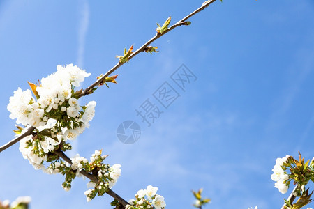 在蓝天的开花樱桃分支日本盛开蕊图片