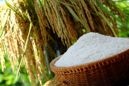 颜色紧贴绿底的稻田谷物和种黄粮一篮子谷物中的大米吃解雇图片