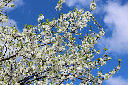 绽放和平蓝天背景下的梅花树蓝天背景下的梅花树分支植物群图片