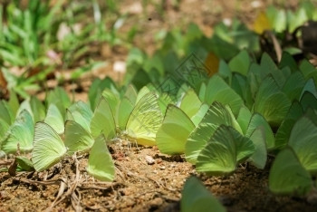 翅膀干细胞天线Lemon移民蝴蝶图片