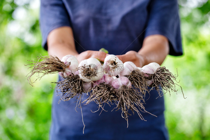 友好成熟大蒜在女农手中环保产品健康营养在女农手中收获大蒜的概念生长图片