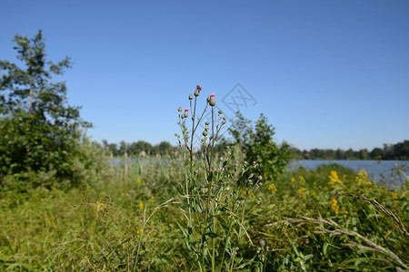 草根据沿海区河流植物岸边的夏季风景SummerEforth保护图片