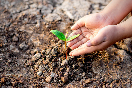 种植剩下环境的童子手在干旱土壤里种树苗生态概念图片