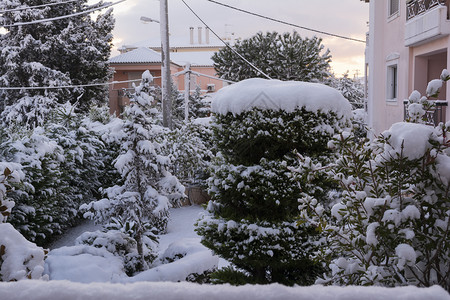 冬季院有雪树雅典希腊有雪树屋家冬天图片