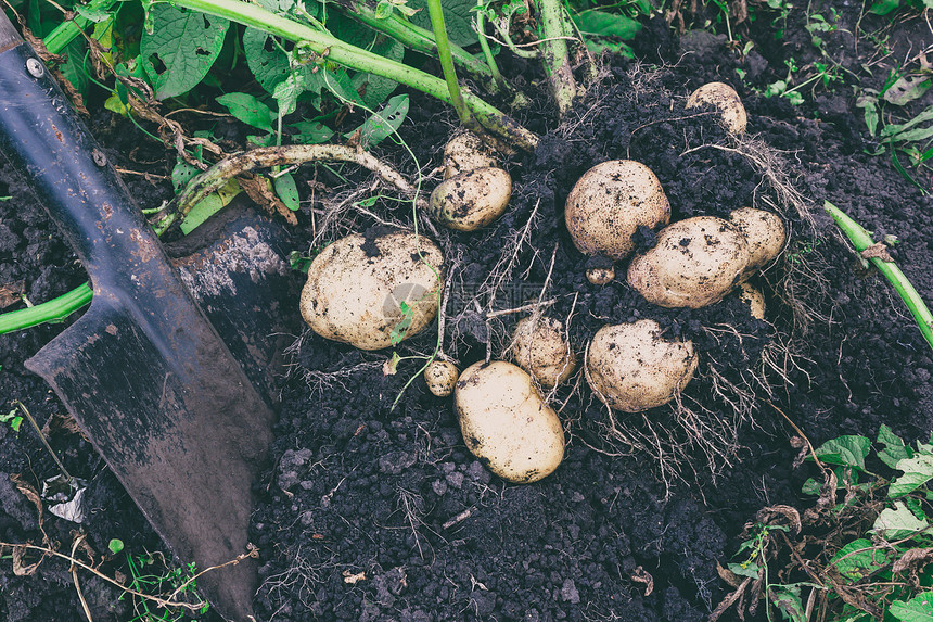园艺土豆收割铲挖出地面农民蔬菜图片