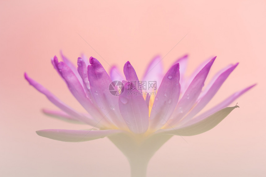 和平东方的紫莲花外观是佛教美丽象征是佛教美丽象征德图片