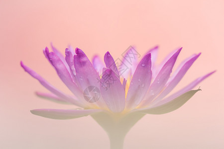 和平东方的紫莲花外观是佛教美丽象征是佛教美丽象征德高清图片